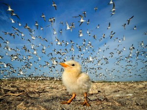 tern-chick-sri-lanka
